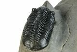 Pair Of Morocconites Trilobites - Ofaten, Morocco #260370-4